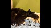 Nine cats taken from one home amid urgent appeal from Leitrim Animal Welfare
