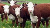 Welfare payments begin for Leitrim beef farmers