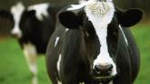 Eco-Scheme payments announced for Leitrim farmers