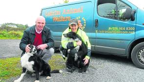 16 border collies need new homes