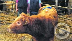 Mart Show and Sale winners from around the county