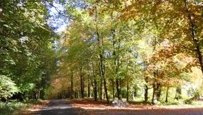 Lough Key Parkrun