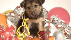 Think carefully before giving a dog as a present