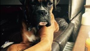 Missing Dog Finn was not in Leitrim