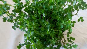 Loughlan House residents grow 2,500 pots of shamrock for hospice
