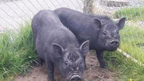 Foster home needed for pot belly pigs in Leitrim