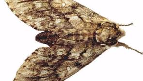 Watch out for moths  - infestations on the rise