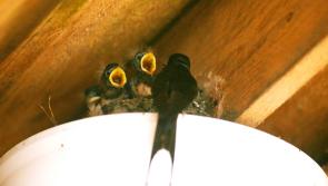 Gallery: Swallows rule the roost at The Shed Distillery
