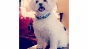 Appeal for dog missing in the Carrick-on-Shannon area following last night's storm
