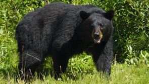Black bears found in house in Leitrim
