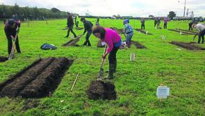 National Ploughing Championships: The full list of all the competitors going for glory