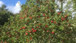Annual Apple and a new Taste Leitrim Harvest Feast
