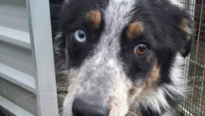 Appeal to find owners of dog found wandering near Rossinver, Co Leitrim