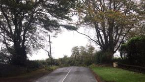 Cllr Des Guckian highlights issue of dangerous and overhanging trees 