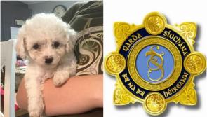 Local TD warns about theft of dogs