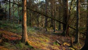 European Commission approves afforestation measures in Forestry Programme 2023 - 2027