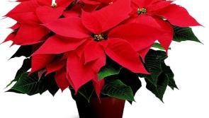 Learn the art of Festive Flower Arranging