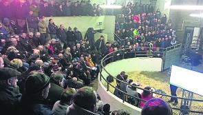 Cattle marts across Ireland to close due to government's new directive