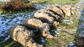 Warning: Graphic images of sheep killed in Leitrim