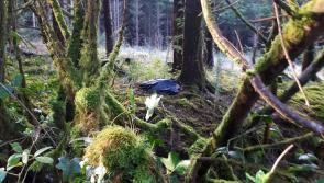 Illegal dumping in south Leitrim this morning