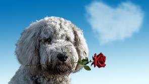 Ever wondered what the true financial cost of Valentine's Day is?