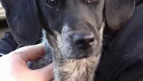 Appeal - can you help find the Rossinver Rambler's owner?