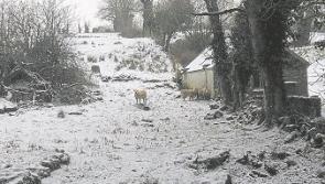 Farmers facing substantial  losses after Storm Emma