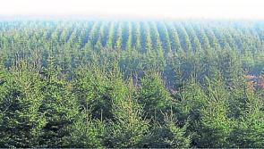 Disproportionate planting of forestry in Leitrim