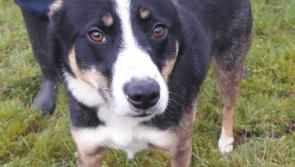 Dave is looking for a new home
