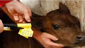 Protocol on empty tags will offset difficulties for farmers