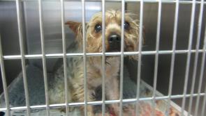ISPCA Inspector horrified to find Yorkie dog in zipped plastic bag and left in Longford laneway