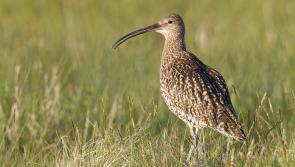 Confirmation of nesting curlews in south Leitrim