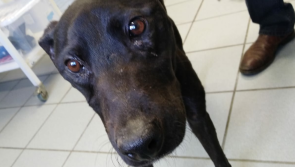 Warning Graphic Images: Abandoned dog believed to be bait in Leitrim  dog fighting ring