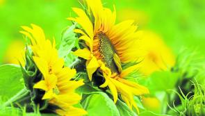 Sunflower Days in Leitrim in aid of North West Hospice 