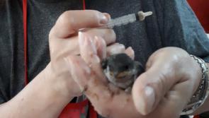 Five fledgling sparrows 'thriving' after nest fell in Carrick-on-Shannon during Storm Hector