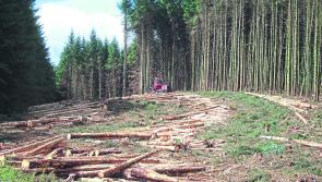 Watch | Save Leitrim to hold public meeting in Drumshanbo tonight spreading the message of 'Communities Not Conifers'