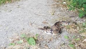 Successful rescue for snake found in Leitrim park