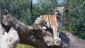 Roaring great fun for International Tiger Day at Tayto Park this Sunday