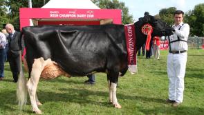 Countdown is on for Leitrim breeders to represent their county at Ireland's top Dairy Cow contest