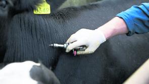 Leitrim councillor insists Minister must abandon plans for mandatory six-month TB testing