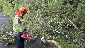 Health and Safety Authority (HSA) warns on danger posed by fallen trees after  #StormLorenzo