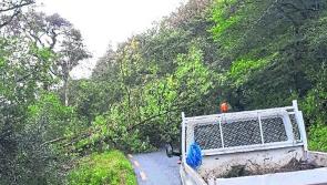 People's lives are at risk due to overhanging trees