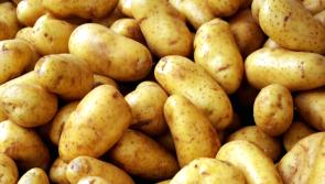 Spud’acular annual Potato Day at Organic Centre in Leitrim