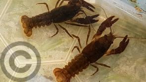 IFI welcome measures to protect crayfish