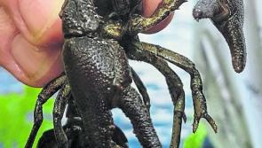 Be on the lookout for crayfish plague