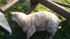 Dog owners are urged to ensure their pets are 'kept under control' at all times