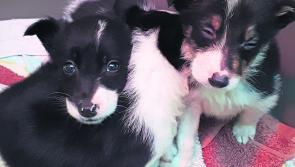 Puppies are not for Christmas insist Leitrim Animal Welfare
