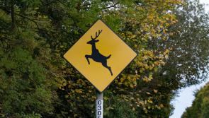 Confusion over insurance and 'Deer Crossing' signs