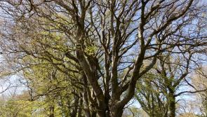 New environmental group to be formed in Leitrim 