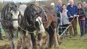 Connacht Horse Ploughing title will be on offer at the County Roscommon Ploughing Championships this Sunday, April 7